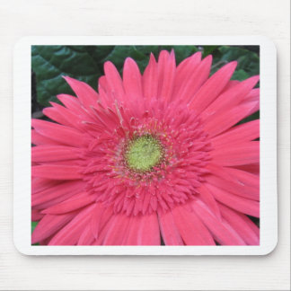 Gerbera Daisy Muismat