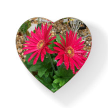 Gerbera Daisy Paperweight