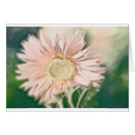 Gerbera Daisy Pastel