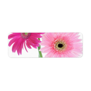 Gerbera Daisy Piink Flowers Etiket