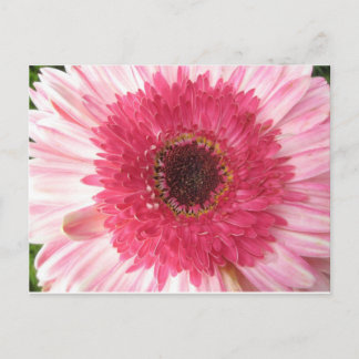 Gerbera Daisy Post Card Briefkaart
