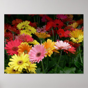 Gerbera Daisy Poster