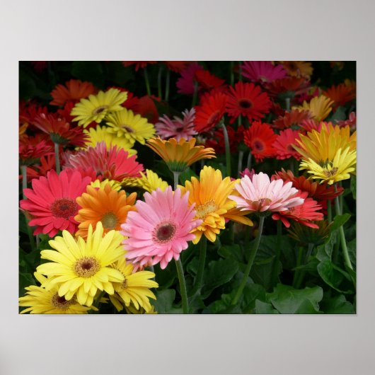 Gerbera Daisy Poster (Voorkant)