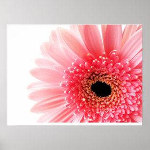 Gerbera Daisy Poster
