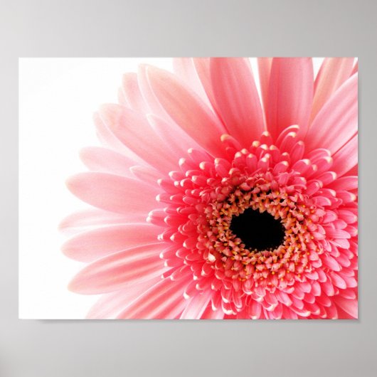 Gerbera Daisy Poster (Voorkant)