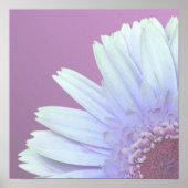 Gerbera Daisy Poster (Voorkant)