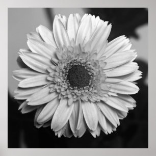 Gerbera Daisy Poster