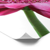 Gerbera Daisy Poster Imprimer (Coin)