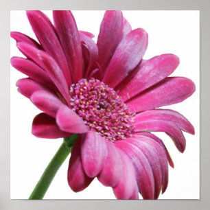 Gerbera Daisy Poster Imprimer