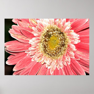 Gerbera Daisy Poster, versie B Poster