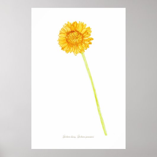 Gerbera daisy Print, Value Poster Paper (Matte) (Devant)