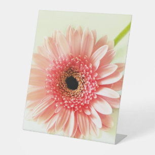 Gerbera Daisy Reclamebord Met Voetstuk