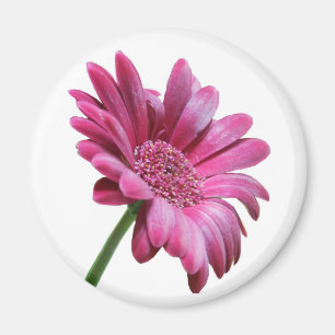 Gerbera Daisy Round Magnet Magneet