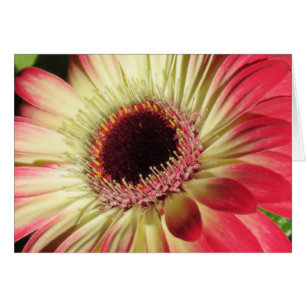 Gerbera Daisy - Sluiten