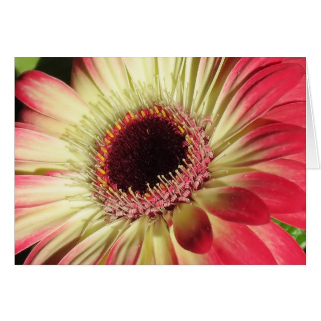 Gerbera Daisy - Sluiten (Voorkant Horizontaal)