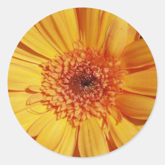 Gerbera Daisy Stickers (Voorkant)
