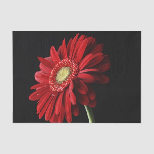 Gerbera Daisy Tissuepapier (Voorkant)