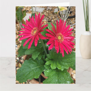 Gerbera    DaisyCard Kaart