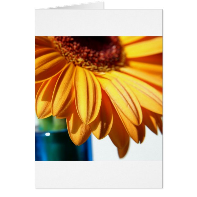 Gerbera in Blue Vase (Voorkant)