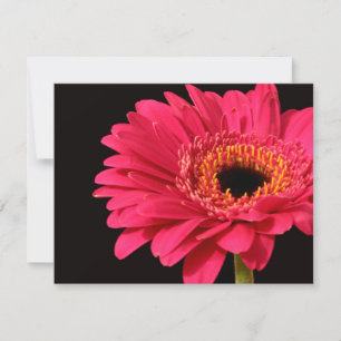 Gerbera in roze