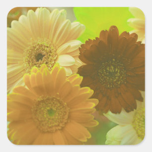 Gérbera jaune Fleurs marguerites autocollants