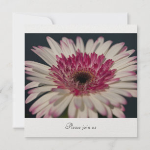 Gerbera Kaart