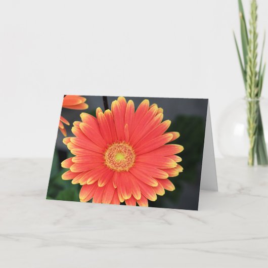 Gerbera Kaart (Voorkant)