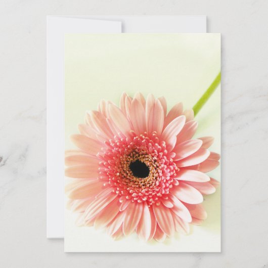 Gerbera Madeliefje Bedankkaart (Voorkant)