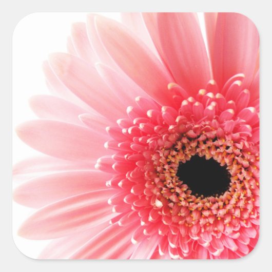 Gerbera Madeliefje Vierkante Sticker (Voorkant)