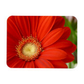 Gerbera Magneet (Horizontaal)