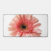 Gerbera marguerite (Recto)