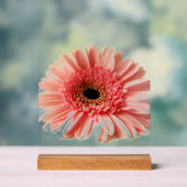 Gerbera marguerite (Neutre)