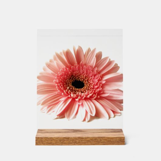 Gerbera marguerite (Recto)
