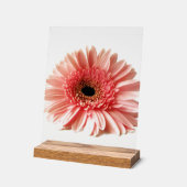 Gerbera marguerite (Angle)