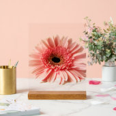 Gerbera marguerite (Mariage)