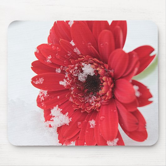 Gerbera Muismat (Voorkant)