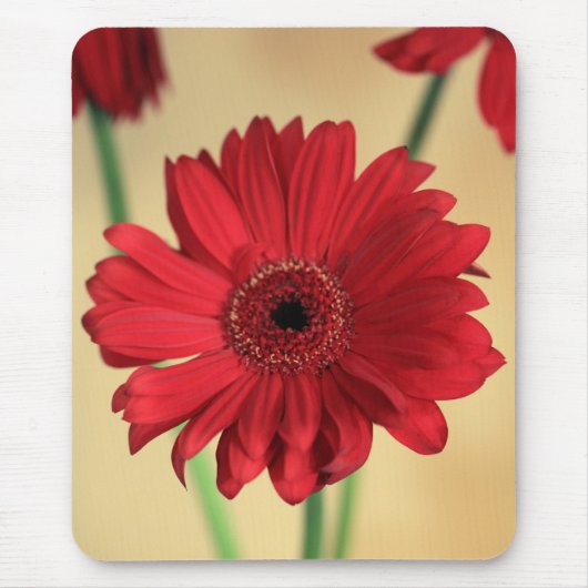 Gerbera Muismat (Voorkant)