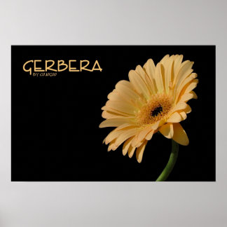 Gerbera Poster