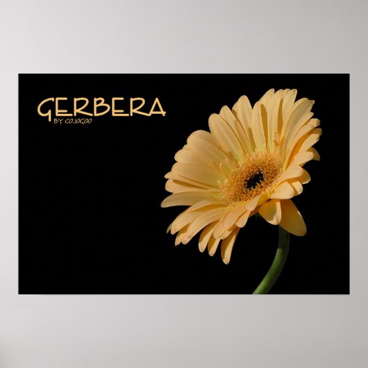 Gerbera Poster (Voorkant)