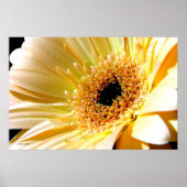 Gerbera Poster (Voorkant)