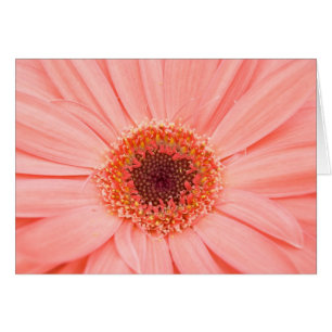Gerbera rose