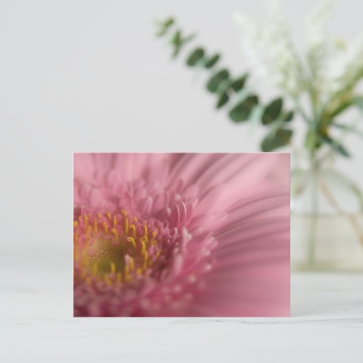 Gerbera rose ・ Carte postale (Debout devant)