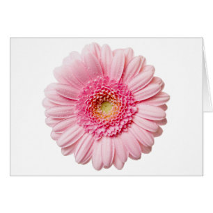 Gerbera Rose Daisy