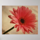 Gerbera Rose - Impression photographique (Devant)