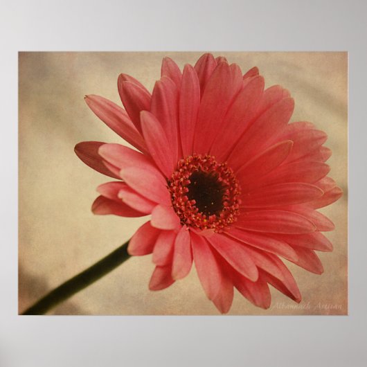 Gerbera Rose - Impression photographique (Devant)