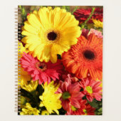 Gerbera rouge jaune Chrysanthème Fleurs (Devant)