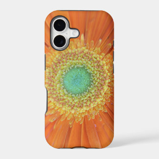 Gerbera Sun