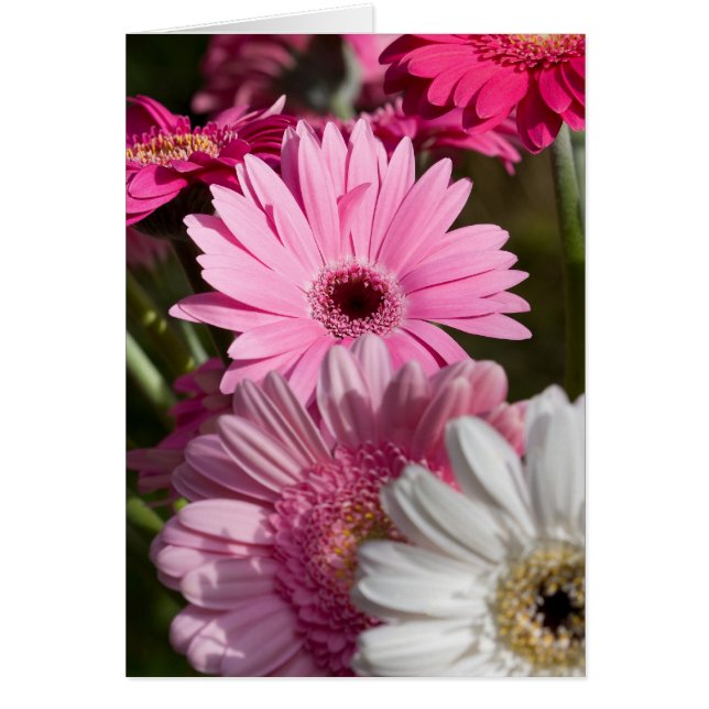 Gerberas Card (Voorkant)