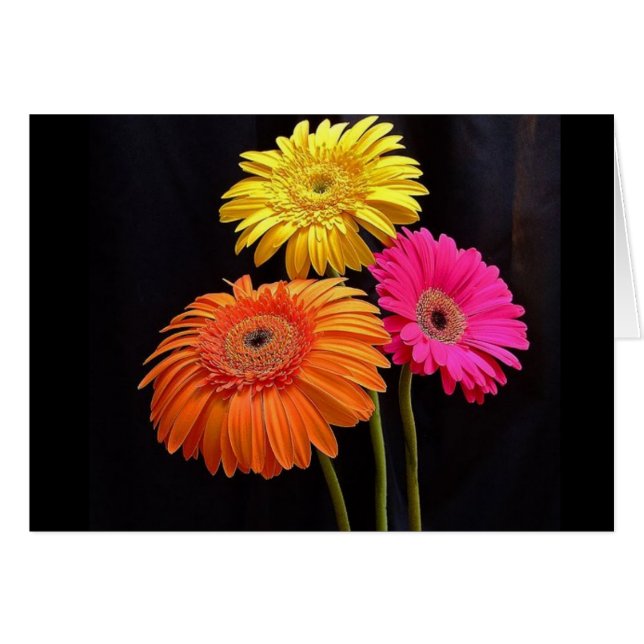 GERBERAS GALORE 2 (Voorkant Horizontaal)