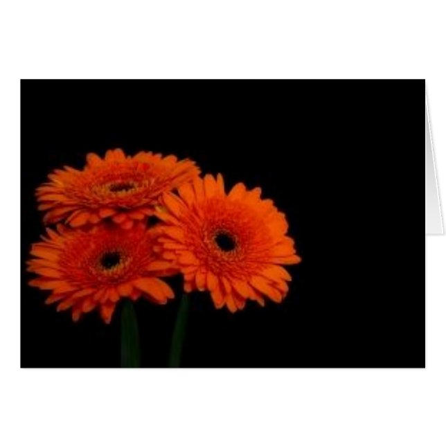 gerberas orange2 (Devant horizontal)
